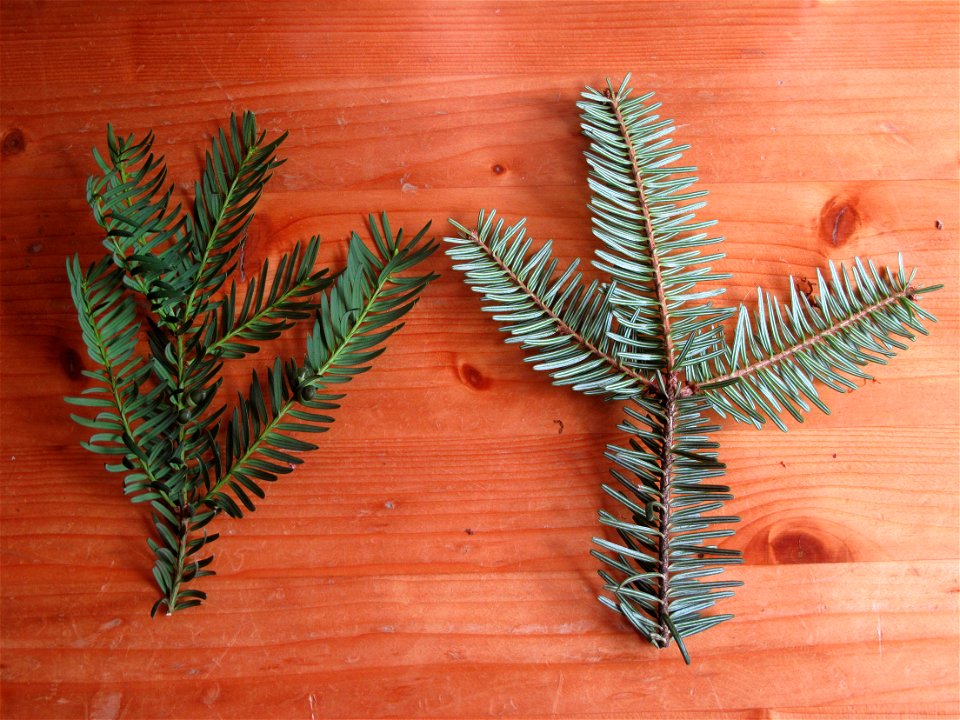 Comparaison of a yew Taxus baccata shoot (on the left) and a fir Abies alba shoot (on the right).
