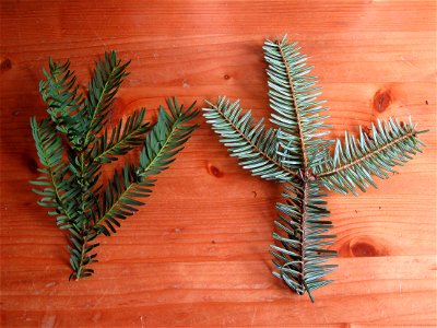 Comparaison of a yew Taxus baccata shoot (on the left) and a fir Abies alba shoot (on the right).