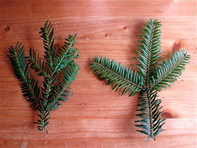 Comparaison of a yew Taxus baccata shoot (left) and a fir Abies alba shoot (right).