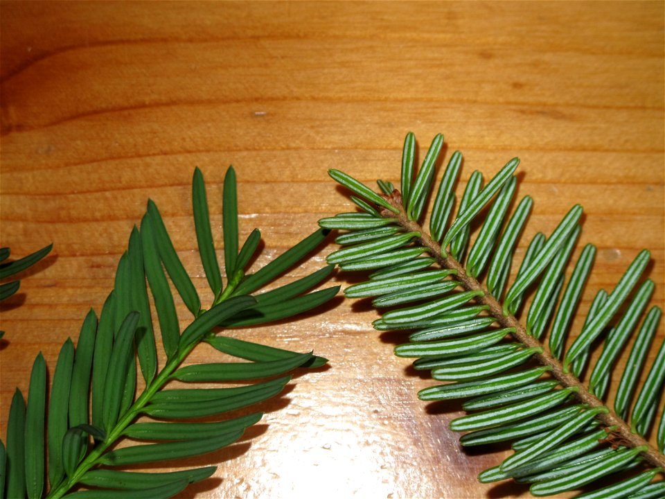 Comparaison of a yew Taxus baccata shoot (left) and a fir Abies alba shoot (right).