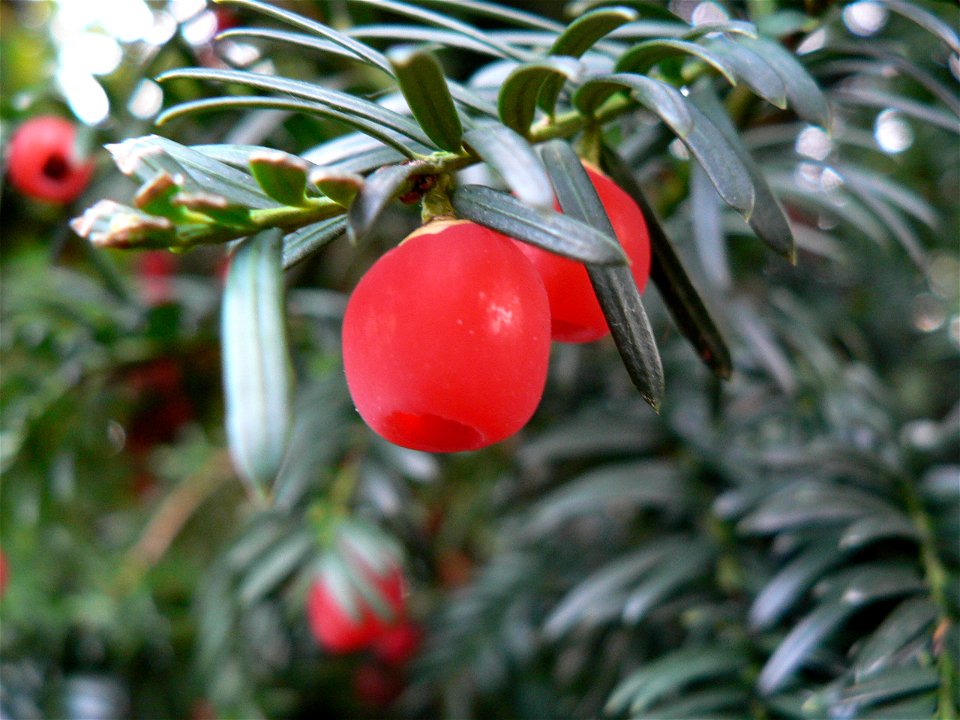 Taxus baccata - Jan-Von-Werth-Strasse, Jülich