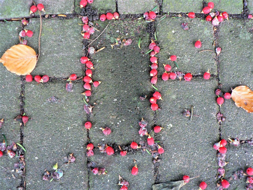 taxus - Jan-Von-Werth-Strasse, Jülich