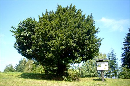 Taxus baccata, Medvednica, Croatia