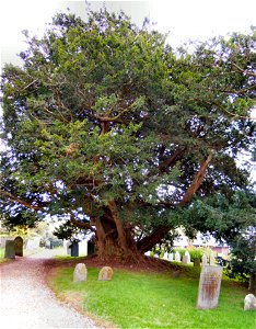 One of the two ancient yew trees in the churchyard of St Peter's church in Shirwell in Devon photo