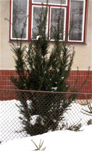 Taxus baccata, Czech republic, EU, Brno Komín