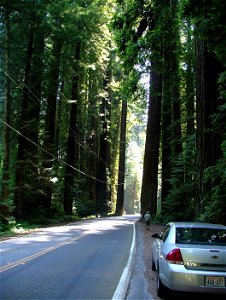 Coast Redwoods along Avenue of the Giants (CR 254), Humboldt Redwood Statepark, California photo
