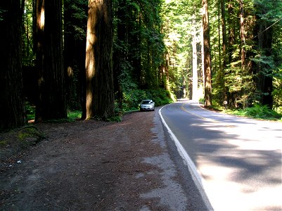 Coast Redwoods along Avenue of the Giants, Humboldt Redwood State Park, Califormia photo