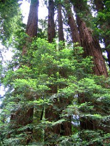 This ring of Coast Redwoods Sequoia sempervirens sprouted from the stump of an older tree. When we have a ring of trees like this, it's called, appropriately, a family ring. This picture was taken fro photo