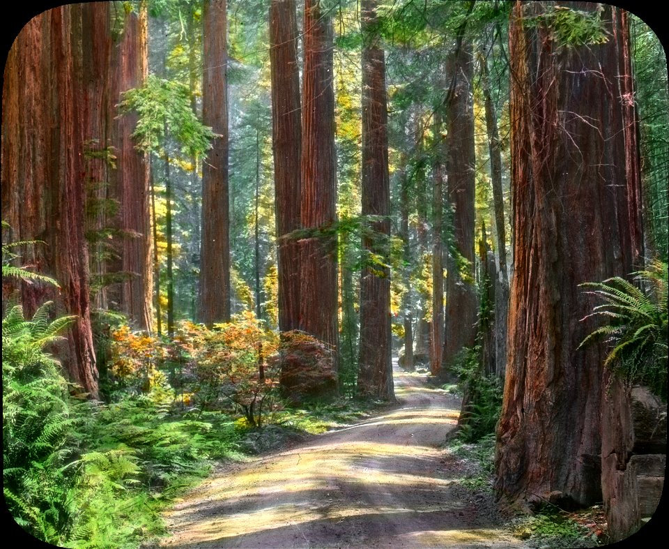 Coast Of Northern California, Sequoia Sempervirens (Big Redwood Trees)