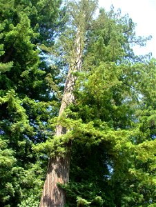 Upper part of Immortal Tree, Humboldt Redwood State Park, California photo