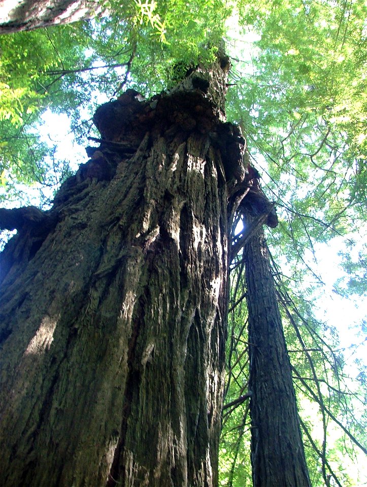 Lower part of Immortal Tree ind Humboldt Redwood State Park, Califonia.