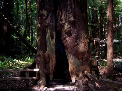 Image title: Open base of a large redwood Image from Public domain images website, http://www.public-domain-image.com/full-image/nature-landscapes-public-domain-images-pictures/forest-public-domain-im photo