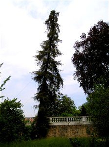 Sequoia sempervirens in the Botanical Garden of Padua photo