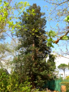 Parc Olbius Riquier - Sequoia sempervirens. Hyères (Var, France). photo