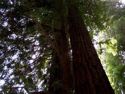 Image title: Perspective of the redwoods Image from Public domain images website, http://www.public-domain-image.com/full-image/nature-landscapes-public-domain-images-pictures/forest-public-domain-ima photo