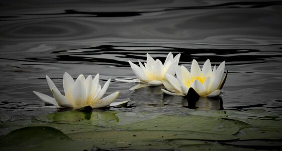 Lake nature blooming