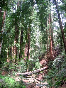 Creekbed and Coast Redwoods — in Pfeiffer Big Sur State Park, California. photo