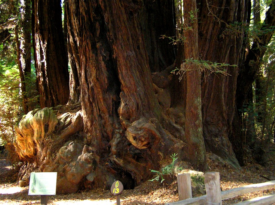 Sequoia sempervirens