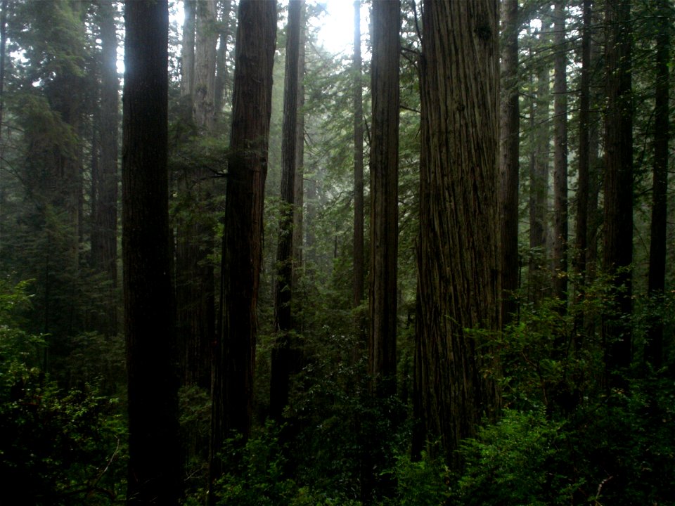 Coast Redwood temperate rainforest of Prairie Creek Redwoods State Park.

Sequoia sempervirens