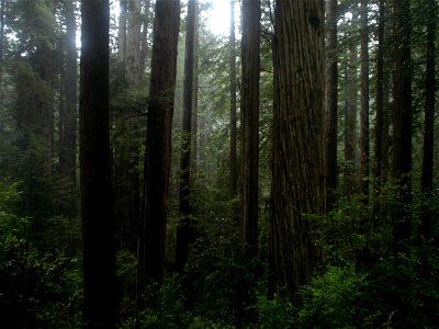 Coast Redwood temperate rainforest of Prairie Creek Redwoods State Park. Sequoia sempervirens photo