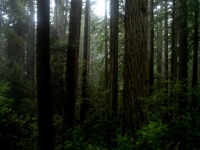 Coast Redwood temperate rainforest of Prairie Creek Redwoods State Park.

Sequoia sempervirens