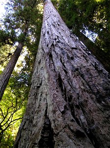 Sequoia sempervirens, California