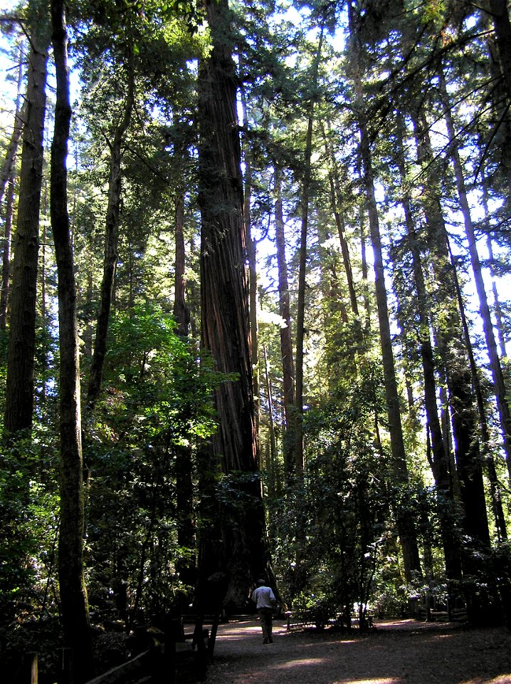 Sequoia sempervirens