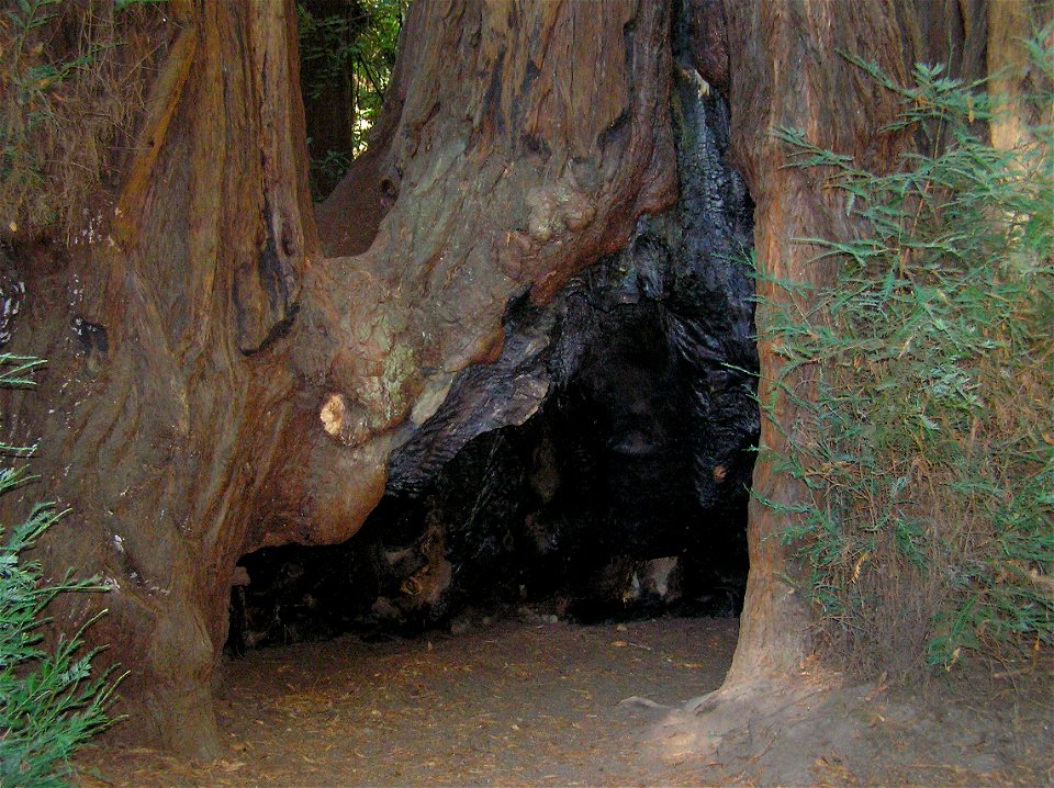Sequoia sempervirens, California
