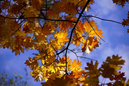 Forests tree foliage photo