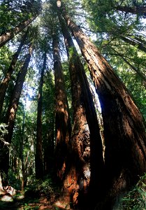 Redwood trees in Muir Woods National Monument, just outside San Francisco, California