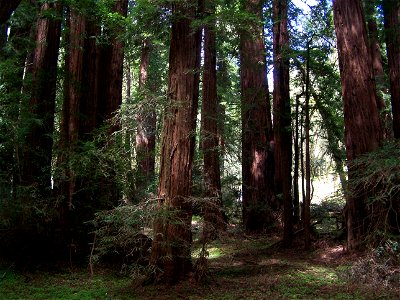 Image title: Redwoods at meir park Image from Public domain images website, http://www.public-domain-image.com/full-image/nature-landscapes-public-domain-images-pictures/forest-public-domain-images-pi photo