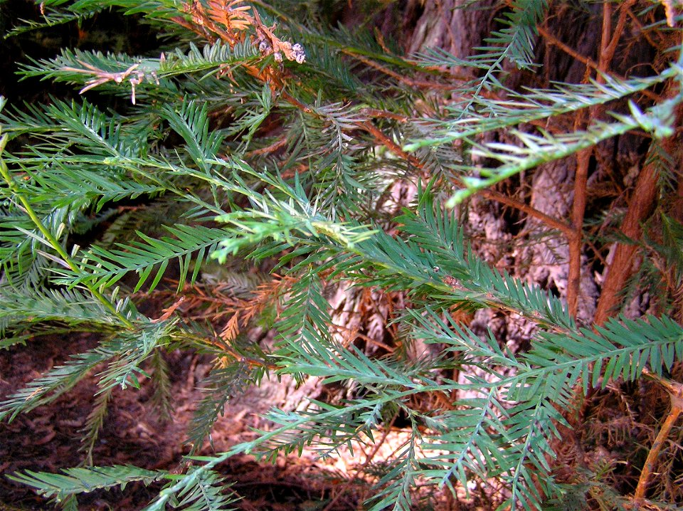 Sequoia sempervirens
