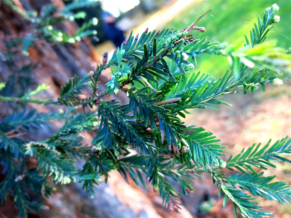 Foliage of Sequoia sempervirens in the park of the castle of Rentilly (Seine-et-Marne, France).