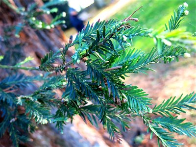 Foliage of Sequoia sempervirens in the park of the castle of Rentilly (Seine-et-Marne, France). photo