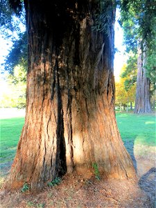 Trunk of Sequoia sempervirens in the park of the castle of Rentilly (Seine-et-Marne, France). photo