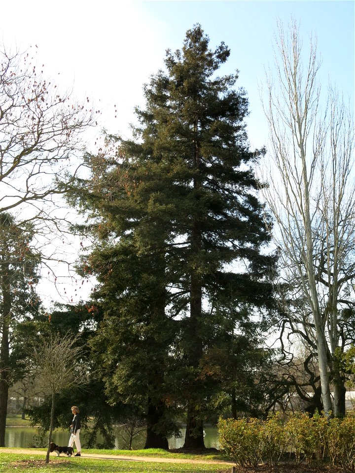 Sequoia sempervirens of the superior lake of the bois de Boulogne (Paris, France).