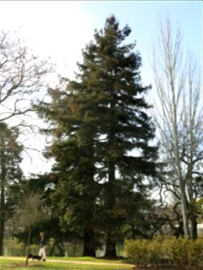 Sequoia sempervirens of the superior lake of the bois de Boulogne (Paris, France).