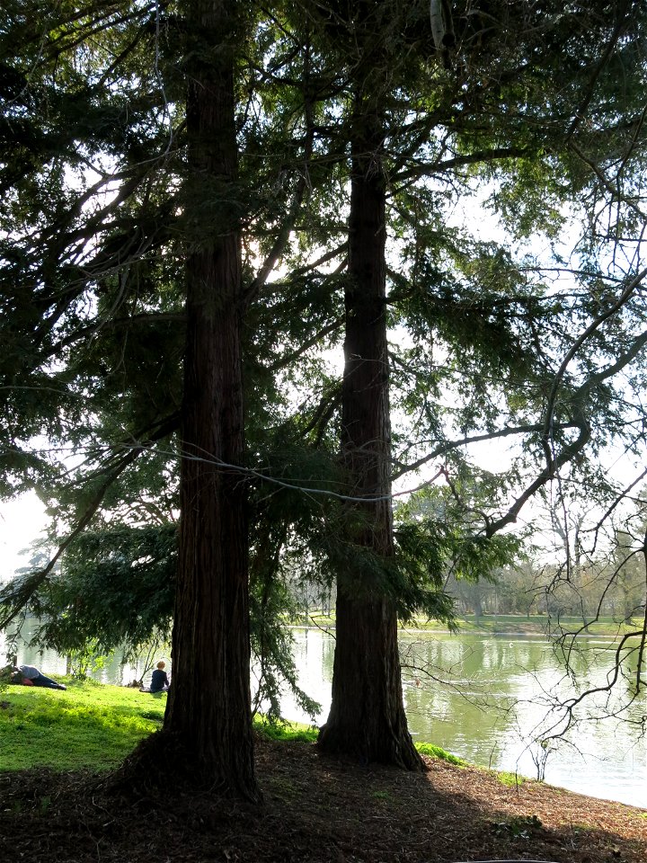 Sequoia sempervirens of the superior lake of the bois de Boulogne (Paris, France).