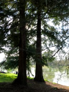 Sequoia sempervirens of the superior lake of the bois de Boulogne (Paris, France).