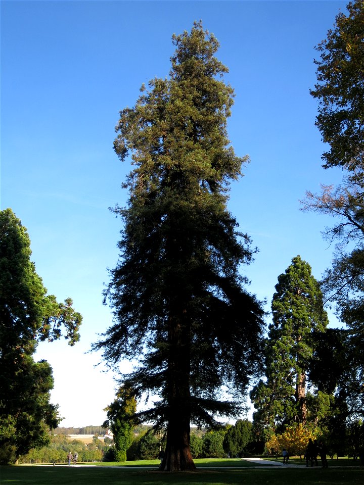 Sequoia sempervirens in the park of the castle of Rentilly (Seine-et-Marne, France).