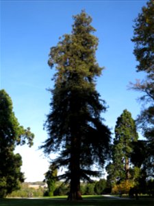 Sequoia sempervirens in the park of the castle of Rentilly (Seine-et-Marne, France).