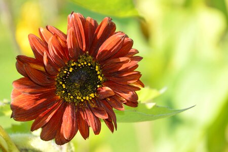 Sunflower summer garden