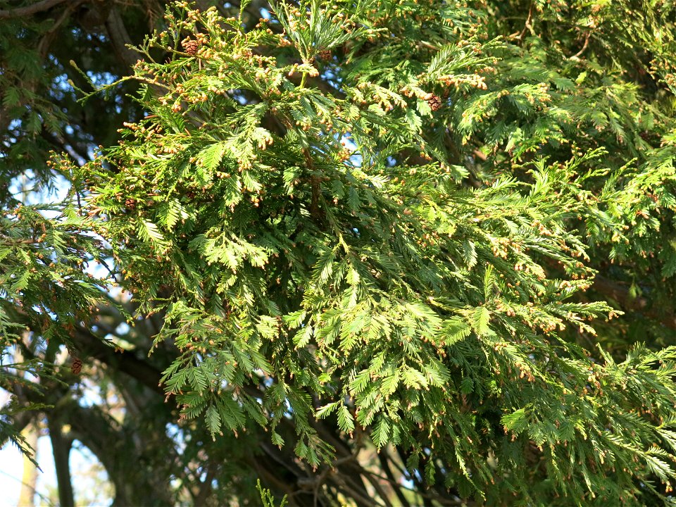 Sequoia sempervirens of the superior lake of the bois de Boulogne (Paris, France).