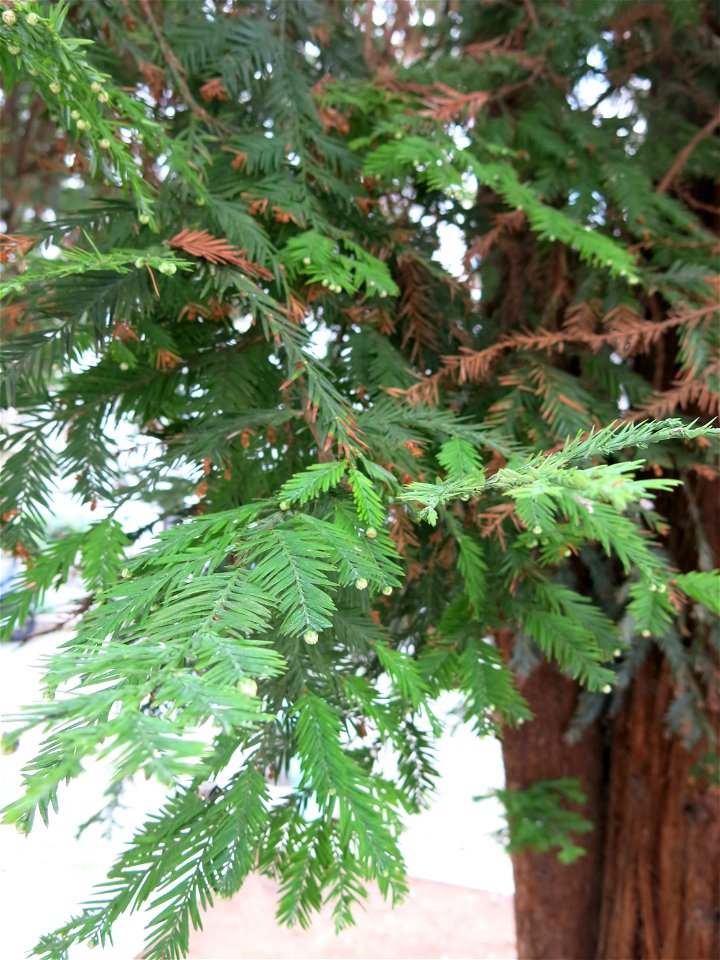 Sequoia sempervirens, Village Saint-Paul (Paris, 4th arr., France).