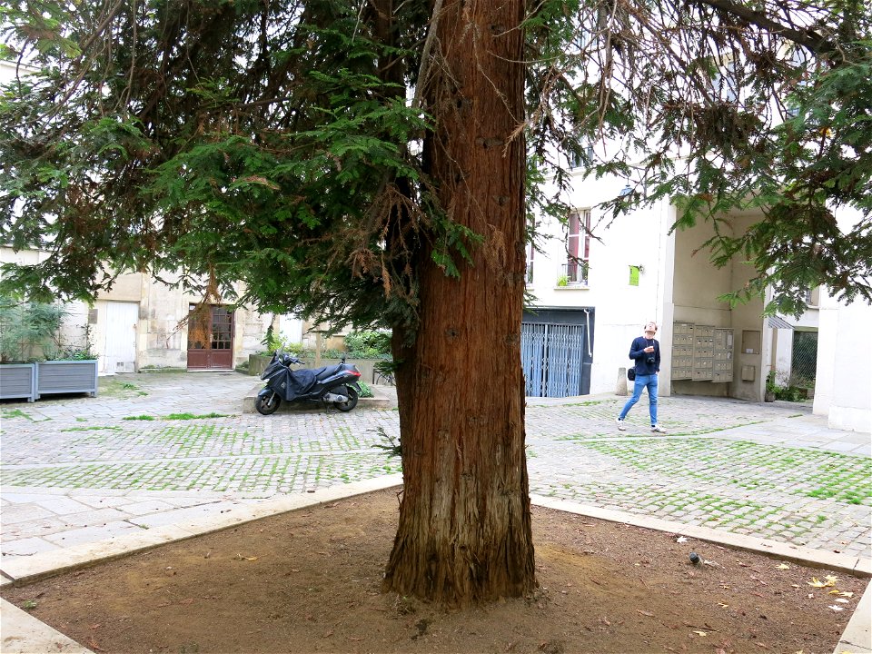 Sequoia sempervirens, Village Saint-Paul (Paris, 4th arr., France).