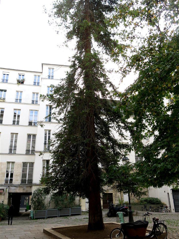 Sequoia sempervirens, Village Saint-Paul (Paris, 4th arr., France).