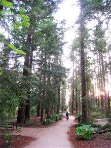 University of California at Davis arboretum, Davis, California, USA - redwood grove. photo