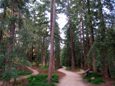University of California at Davis arboretum, Davis, California, USA - redwood grove. photo