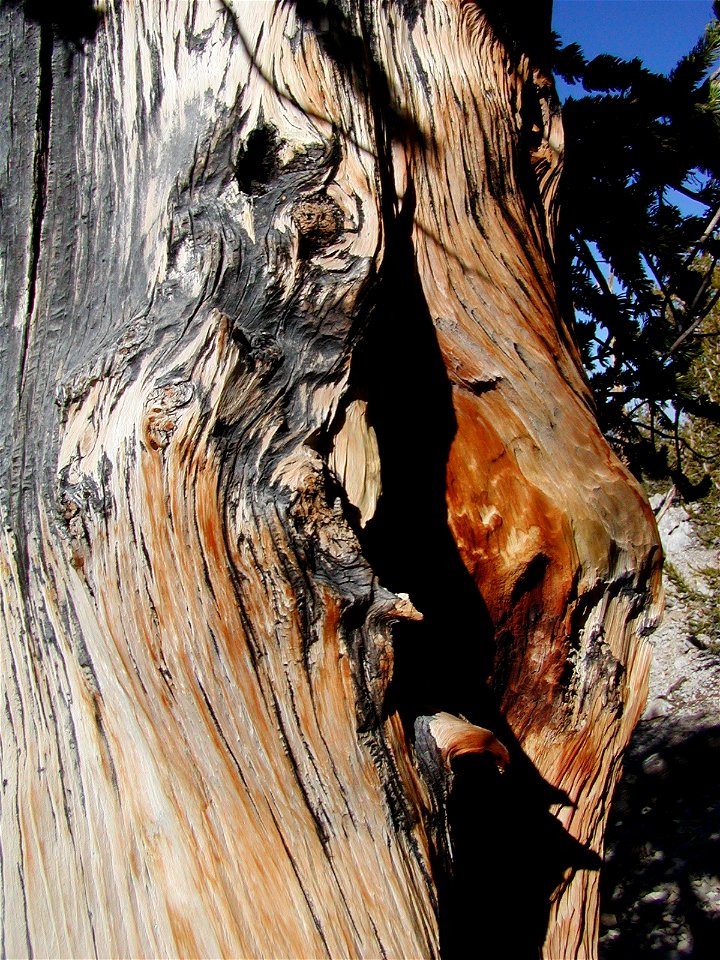 Closeup of a Bristlecone pine.