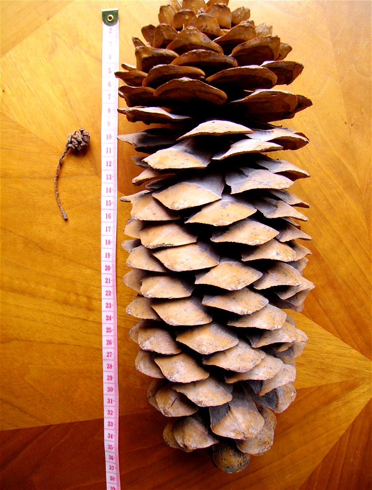 Conifer cones: Sequoia sempervirens (left), Pinus lambertiana (right)